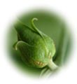 น้ำมันนวดอโรมาสปาออย กลิ่นดอกบัว Aromatherapy Spa Massage Oil Lotus
