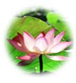 น้ำมันนวดอโรมาสปาออย กลิ่นดอกบัว Aromatherapy Spa Massage Oil Lotus