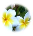 น้ำมันนวดอโรมาสปาออย กลิ่นดอกลีลาวดี Aromatherapy Spa Massage Oil Plumeria น้ำมันนวดอโรมาสปาออย กลิ่นดอกลีลาวดี Aromatherapy Spa Massage Oil