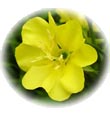 น้ำมันนวดอโรมาสปาออย กลิ่นดอกบัว Aromatherapy Spa Massage Oil Lotus