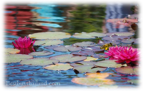 Thai Herbal Scrub - Sacred Lotus Pollen
